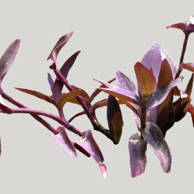 ͼʦģֲģȫ20221948