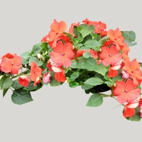 ͼʦģֲģȫ20221685