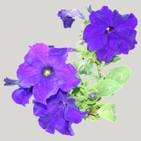 ͼʦģֲģȫ20222140