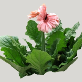 ͼʦģֲģȫ20221467