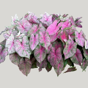 ͼʦģֲģȫ20221170