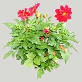 ͼʦģֲģȫ20221104