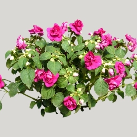 ͼʦģֲģȫ20221084