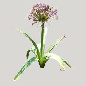 ͼʦģֲģȫ20222039