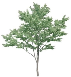 720úMtree12