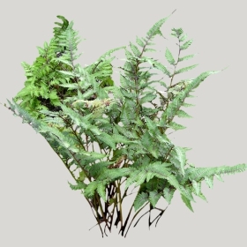 ͼʦģֲģȫ20221736