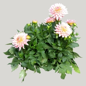 ͼʦģֲģȫ20221404