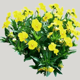 ͼʦģֲģȫ20222075