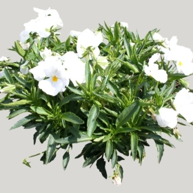 ͼʦģֲģȫ20222084