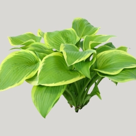 ͼʦģֲģȫ20221647