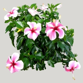 ͼʦģֲģȫ20221597