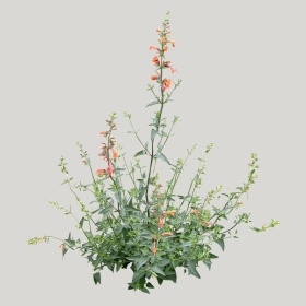 ͼʦģֲģȫ20221491