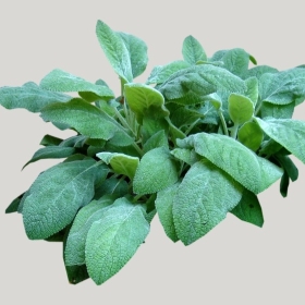 ͼʦģֲģȫ20221795