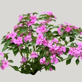 ͼʦģֲģȫ20221935