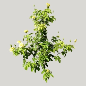 ͼʦģֲģȫ20221546