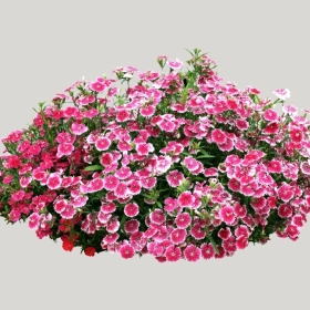 ͼʦģֲģȫ20221055