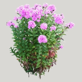 ͼʦģֲģȫ20221415