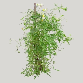 ͼʦģֲģȫ20221528