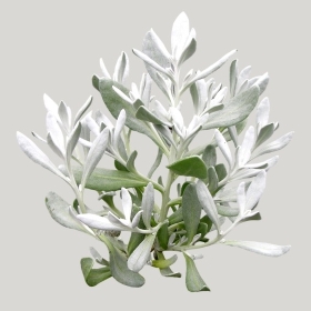 ͼʦģֲģȫ20221008