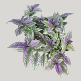 ͼʦģֲģȫ20222122