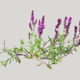 ͼʦģֲģȫ20221910