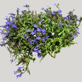 ͼʦģֲģȫ20221859