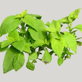 ͼʦģֲģȫ20221833