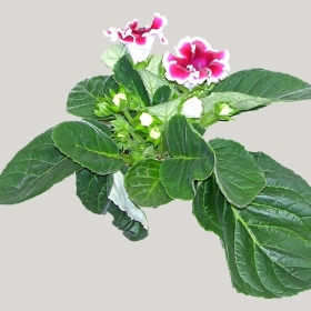 ͼʦģֲģȫ20221516