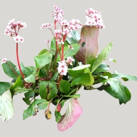 ͼʦģֲģȫ20222233