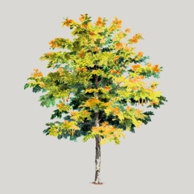 ͼʦģֲģȫ20222552