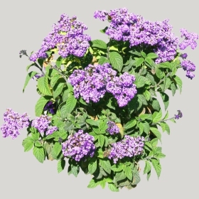 ͼʦģֲģȫ20221585