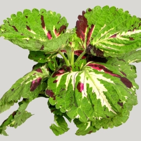 ͼʦģֲģȫ20222062