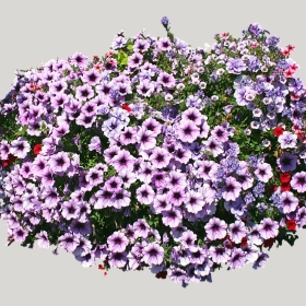 ͼʦģֲģȫ20222146