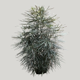 ͼʦģֲģȫ20221159