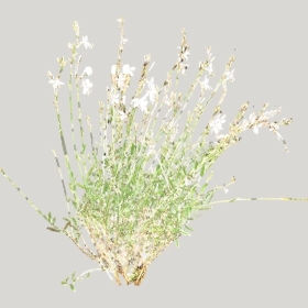 ͼʦģֲģȫ20221429