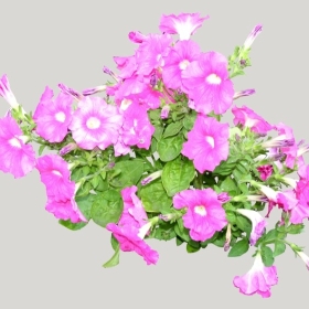 ͼʦģֲģȫ20222130