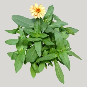 ͼʦģֲģȫ20222234