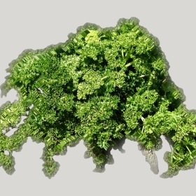 ͼʦģֲģȫ20222092