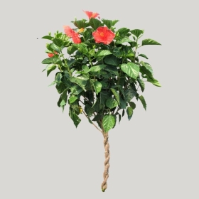 ͼʦģֲģȫ20221602