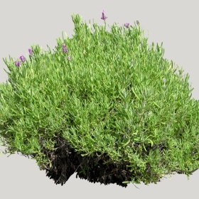 ͼʦģֲģȫ20221383