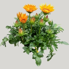 ͼʦģֲģȫ20221011