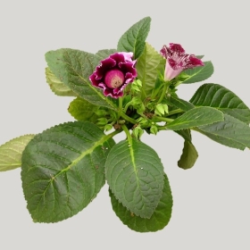 ͼʦģֲģȫ20221513