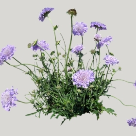 ͼʦģֲģȫ20222162