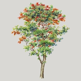 ͼʦģֲģȫ20222496