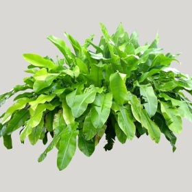 ͼʦģֲģȫ20221580