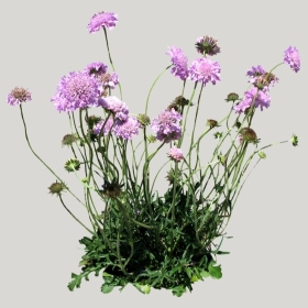 ͼʦģֲģȫ20222161