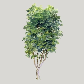 ͼʦģֲģȫ20222655