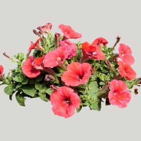 ͼʦģֲģȫ20222144