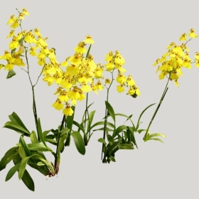 ͼʦģֲģȫ20222025