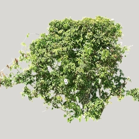 ͼʦģֲģȫ20222171